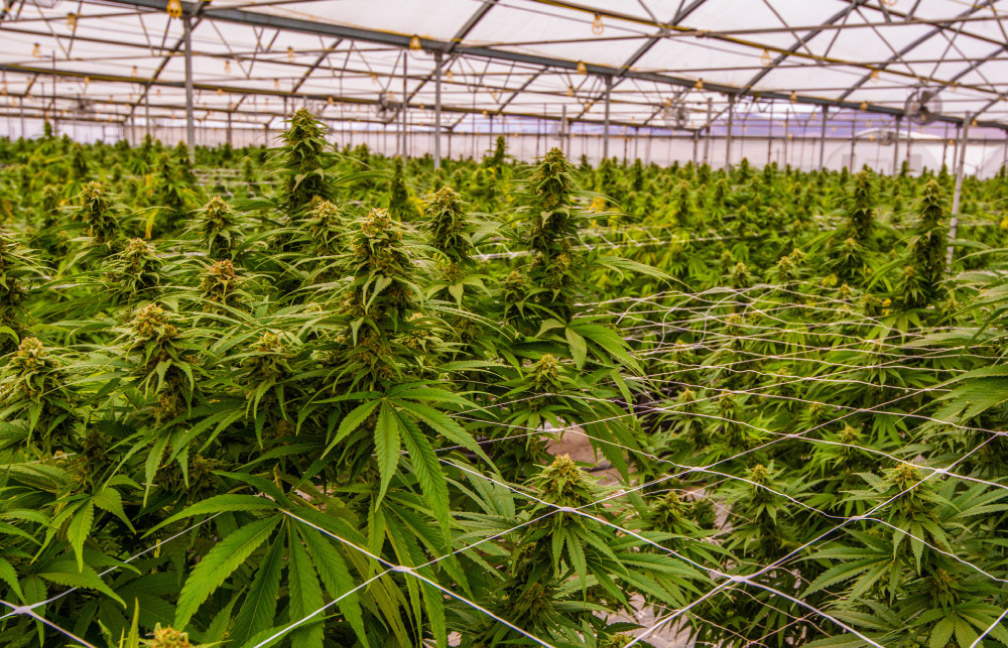 cannabis facility construction