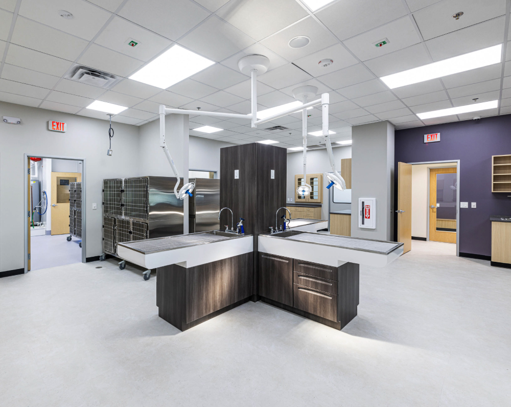 procedure room within a cityvet clinic in arizona